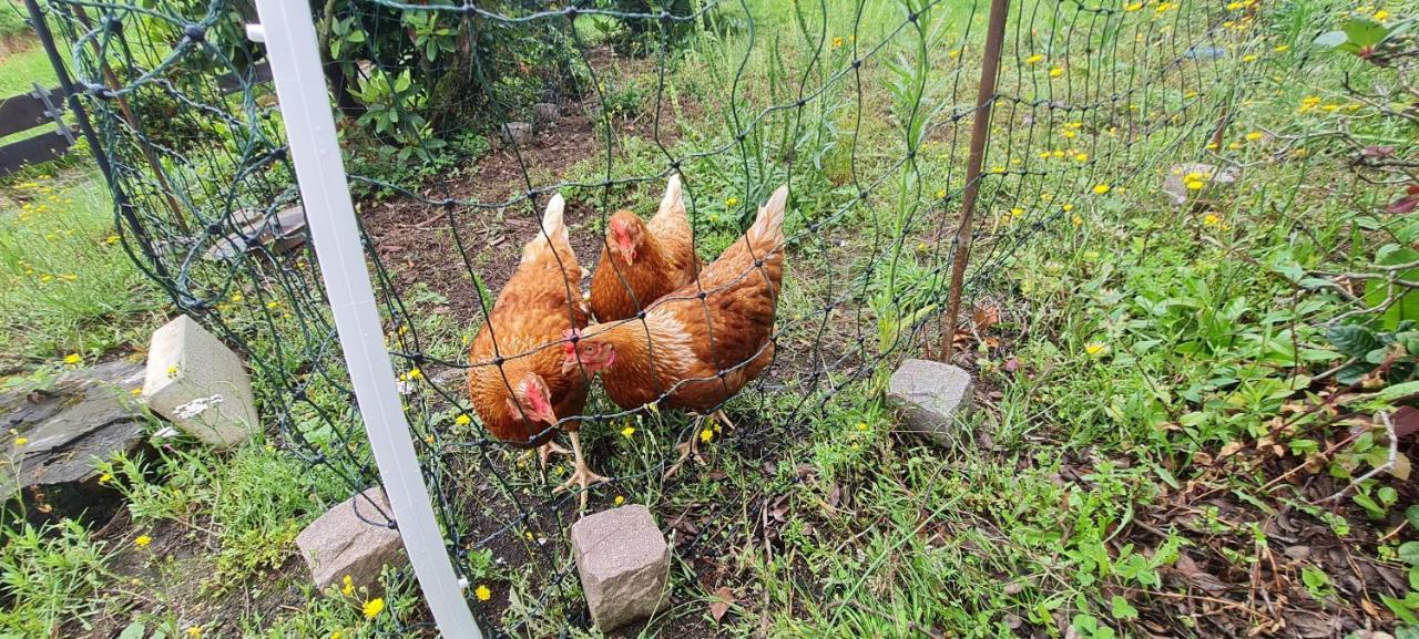 Ferienwohnung Im Gruenen Heppenheim  Экстерьер фото